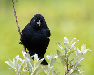 Red winged blackbird perched on a branch in a vibrant green landscape during late afternoon light