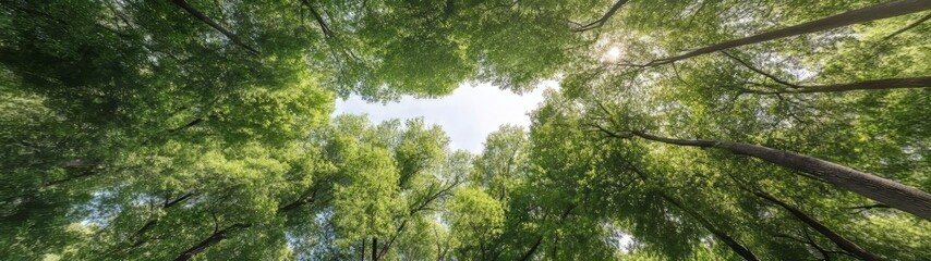 360 degree hdr view of lush forest canopy in nature hdri photography perspective