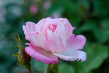やさしく咲くピンクのバラ