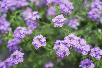 Verbena hybrida in a garden bloom with pale violet flowers, close-up