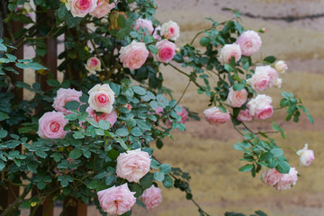 Beautiful pink Longsha gem Fujimoto rose bloom in early summer