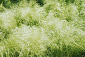 Light and elegant curves of feather grass (stipa). Summer terrace exterior concept. Feather grass found as ornamental plants in the garden design. .