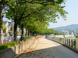 葉桜になった猪名川堤防沿いの桜並木