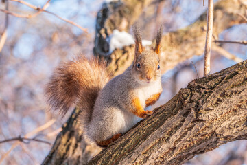 Squirrel in winter sits on a tree trunk with snow