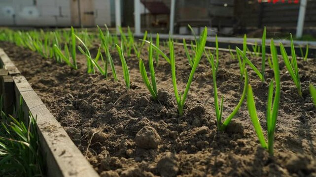 Smooth camera movement along a vegetable garden with growing garlic on a sunny day