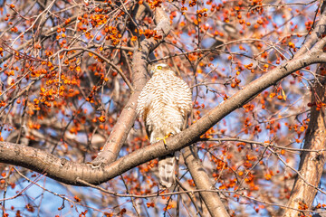 A Eurasian sparrowhawk perched on a branch of a tree outdoors.