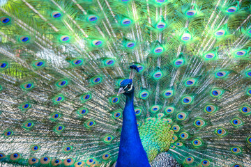 Fototapeta premium Peacock displays vibrant feathers in a serene garden during a sunny day