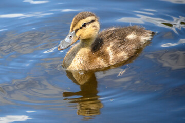 Duckling swims gently in the calm waters of a park pond during a sunny spring afternoon