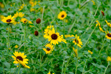 夏に咲くヒメヒマワリの群生