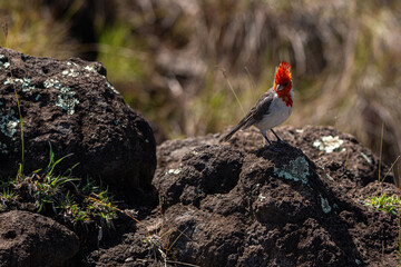 Red Crested Cardinal Standing on Rock