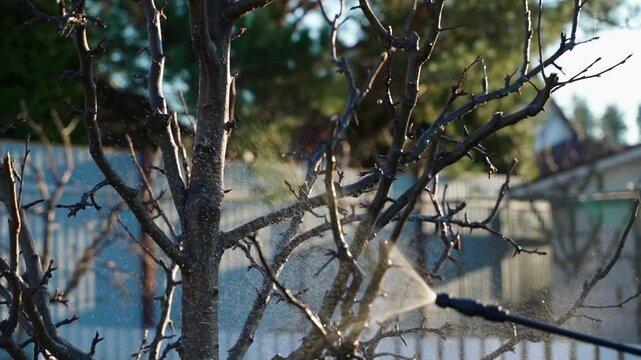 Spraying a tree after winter to protect it from diseases and pests. Gardener takes care of the garden