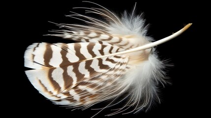 Abstract elegance: A textured feather with delicate plumes against dark