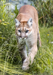Mountain lion walking through tall grass in a natural habitat during daylight hours