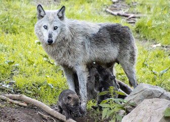 Mother wolf nursing her pups in a lush green habitat during daylight hours