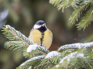 Cute bird Great tit, songbird sitting on the fir branch with snow in winter