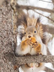 The squirrel with nut sits on tree in the winter or late autumn