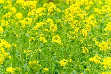 Fototapeta premium 菜の花畑に広がる春の彩り
