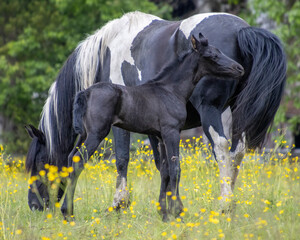 Mother horse stands protectively over her foal in a sunny meadow filled with wildflowers