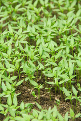 Curly chili or Capsicum annuum cultivation by sowing on the surface of fertile humus soil, small chili plants are sown on the nursery land