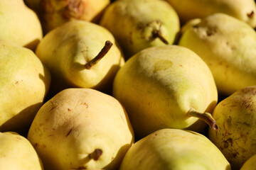 Fresh yellow pears gathered on a sunny market day in autumn