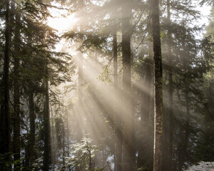 Sunlight filters through tall trees illuminating a misty forest in the early morning