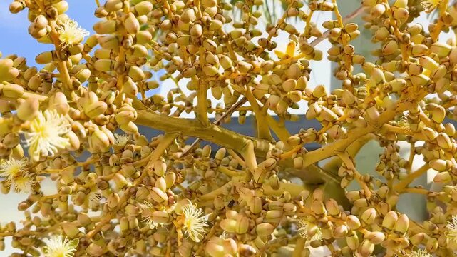 Areca Palm Nut Blossoms in Gold Coast