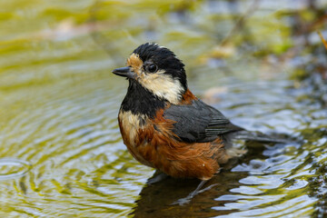 全身濡れているヤマガラ