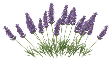Blooming Lavender Stalks Isolated on White Background