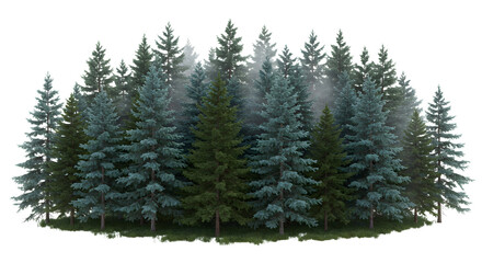 Fototapeta premium Dense Evergreen Forest with Subtle Fog on a White Background