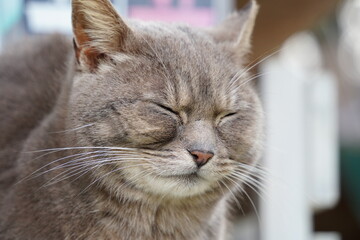 Close up of sleeping cat's face