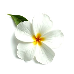 Fototapeta premium A delicate jasmine flower with soft white petals, isolated on a white background - symbolizing purity, elegance, and natural fragrance in a simple, refined composition.