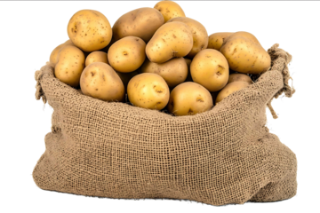 Freshly harvested potatoes in a burlap sack isolated on white background photo front view variation high detail texture ultra detail midshot