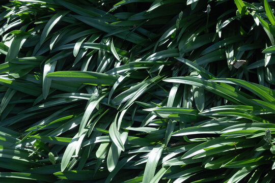 grass laying flat in the sunlight