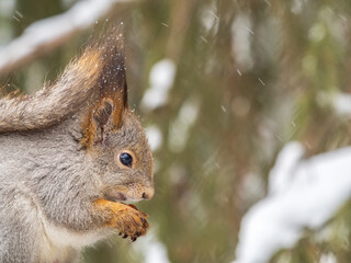 The squirrel with nut sits on tree in the winter or late autumn