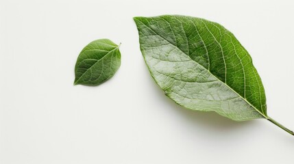 Obraz premium Herbal treatment with leaf on white background stock photo --ar 16:9 --raw --v 6 Job ID: 62aa1bdd-4e56-45a9-b302-87e1cd76cdcd