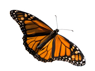 Fototapeta premium Close-Up of Colorful Butterfly in Flight Isolate on transparent background cutout, PNG file, Cutout file