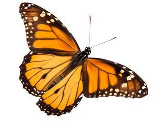 Fototapeta premium Close-Up of Colorful Butterfly in Flight Isolate on transparent background cutout, PNG file, Cutout file