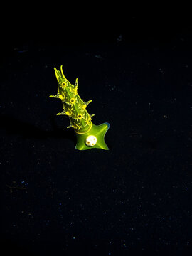 Whitemargin stargazer (Uranoscopus sulphureus) emerging from black volcanic sand on seabed at night,Bitung, North Sulawesi, Indonesia, Lembeh Strait, Molucca Sea.