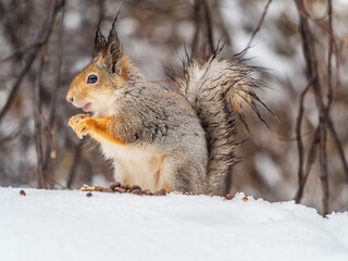 The squirrel in winter sits on white snow.