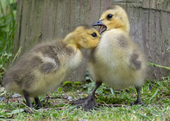 Two playful Canada goose goslings interacting in a lush green setting during springtime