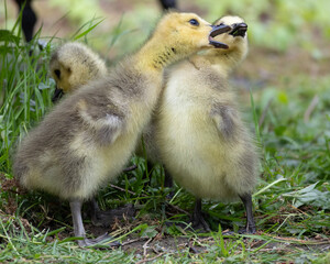Canada goose goslings playing together in a grassy area during springtime near a pond