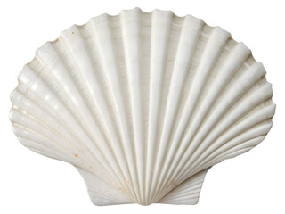 White Scallop Seashell Isolate on transparent background cutout, PNG file, Cutout file