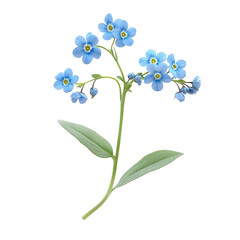 Fototapeta premium Beautiful blue flowers with delicate petals and green leaves captured in detail on a white background