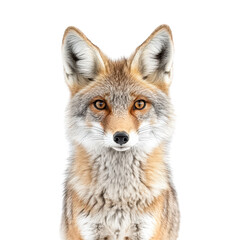 Fototapeta premium Coyote stands confidently against a white background showcasing its stunning features and striking gaze