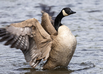 Canadian goose flapping its wings near the water on a sunny day in a natural habitat