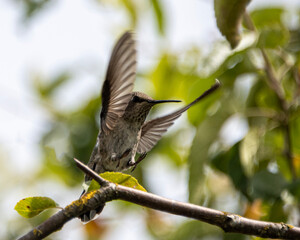 Anna's hummingbird hovering near branches in vibrant green foliage on a sunny day
