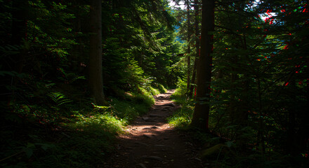 Obraz premium Sunlit Path Through Enchanting Forest With Lush Greenery And Tranquil Atmosphere