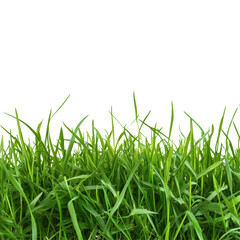 Fototapeta premium Fresh green grass growing in a bright environment showcasing nature's beauty and vitality during daylight hours