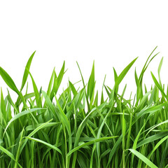 Fototapeta premium Lush green grass swaying gently in the breeze during a sunny day in a vibrant outdoor setting