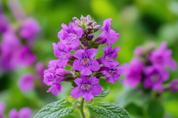 Obraz premium Close Up Of Flower: Purple Blossom in Nature Macro Photography